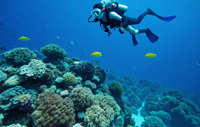 Marsa Mubarak Boat Trip with Turtles and Dugongs From Marsa Alam