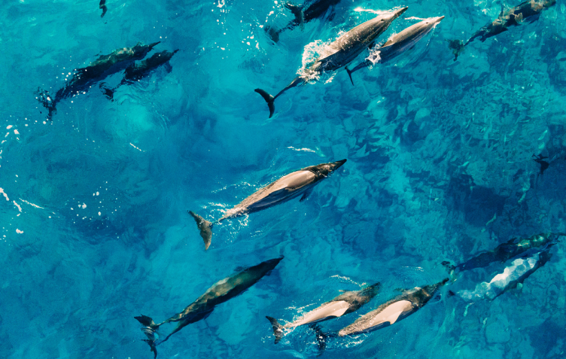 Full-day Dolphin House And Swim With Dolphin
